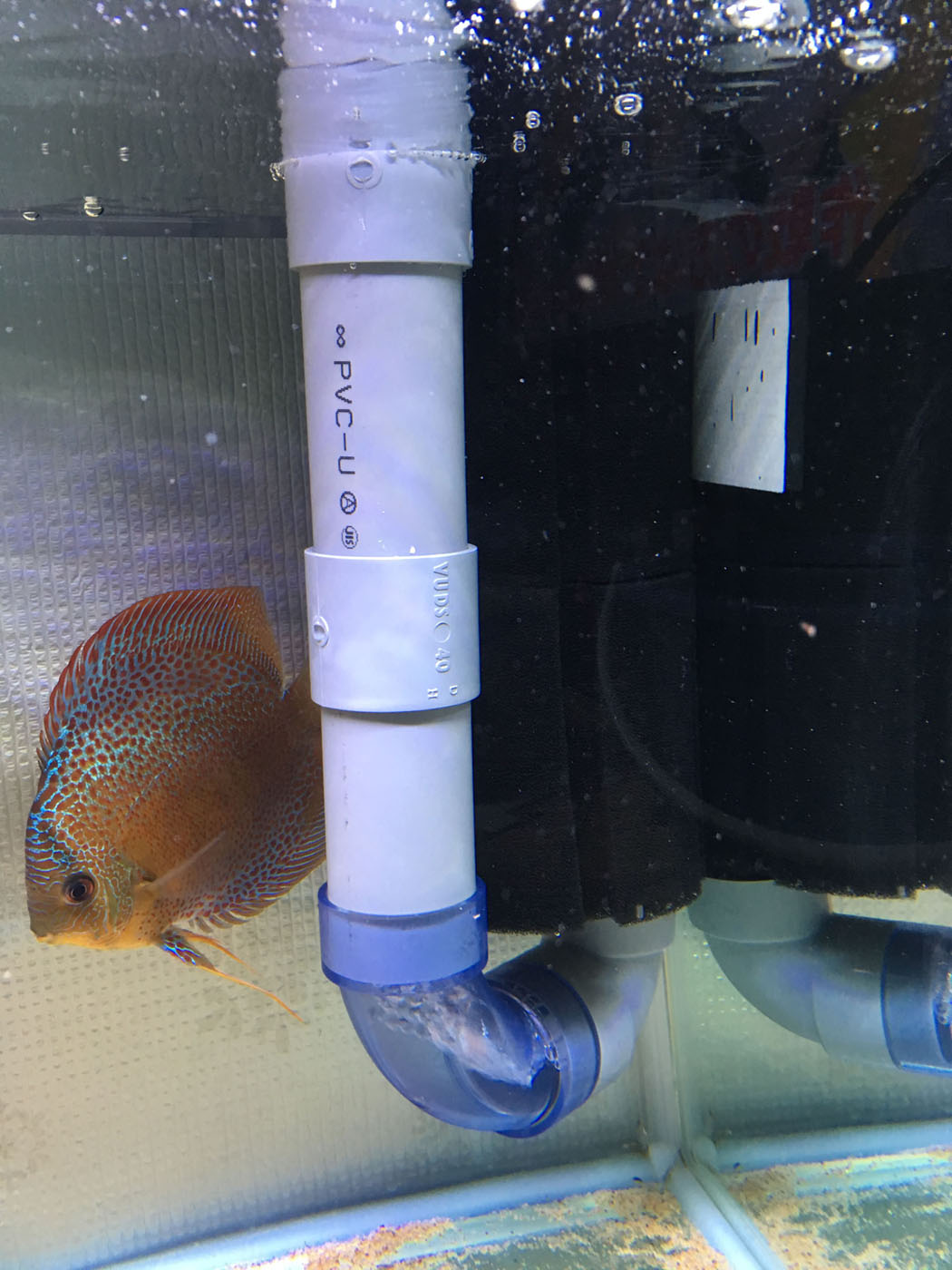 私のディスカス飼育装備について Enjoy Discus Blog