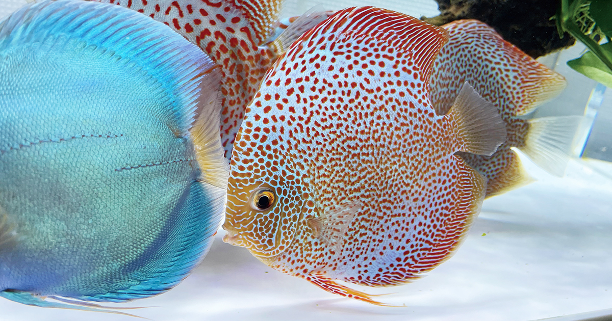 熱帯魚ディスカスの４つのメリットデメリット 熱帯魚ディスカスブログ