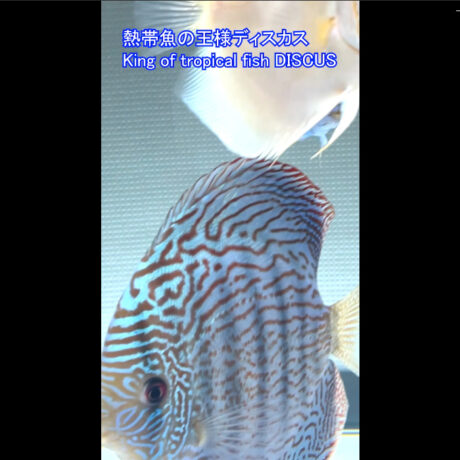 初心者の方「熱帯魚の王様ディスカス」を飼ってみませんか