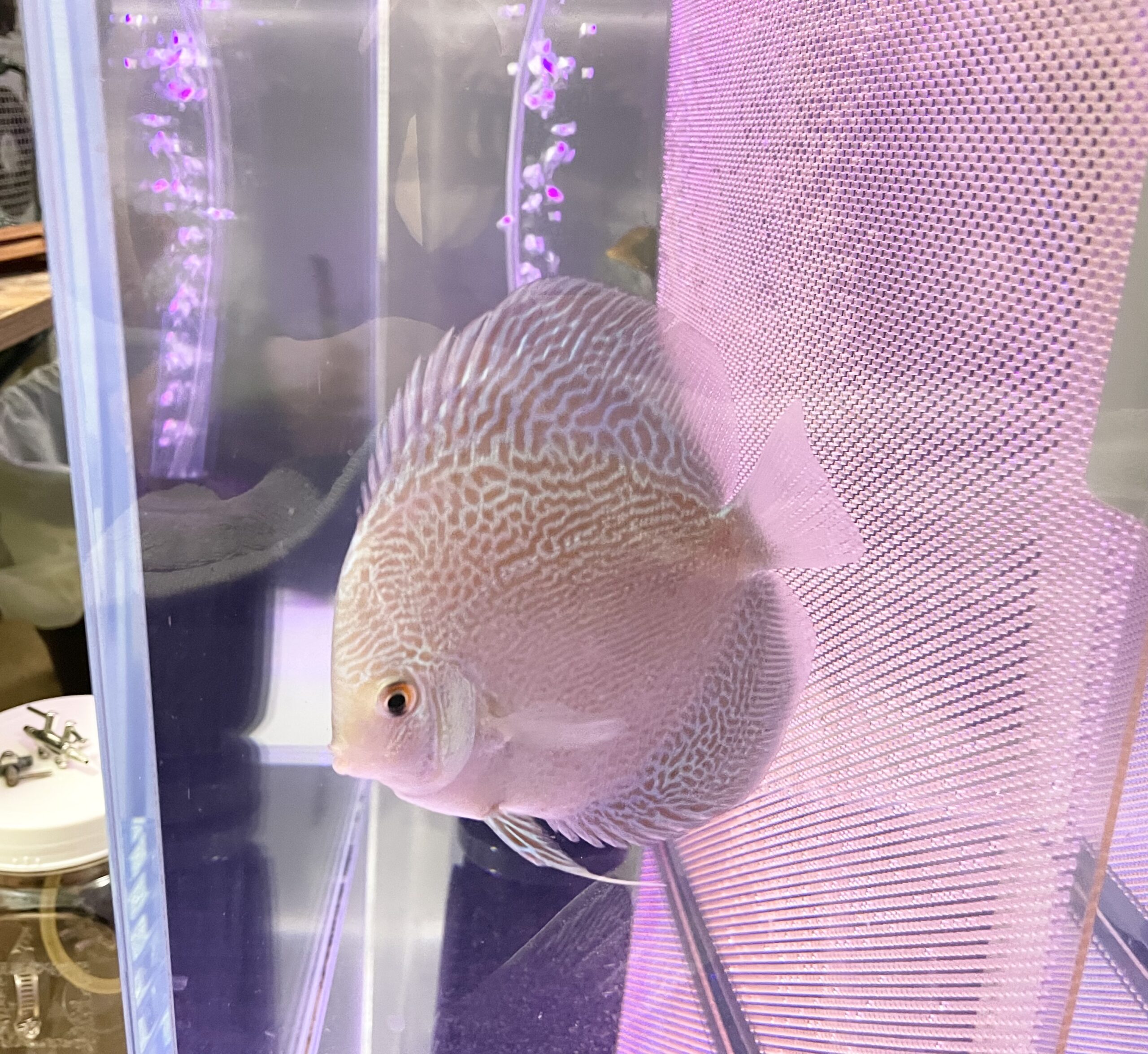 ブルースネークちゃん購入！ | 熱帯魚ディスカスブログ